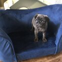 Female pug puppy -2