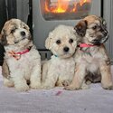 3 female cavachons for sale . Beautiful puppies -0