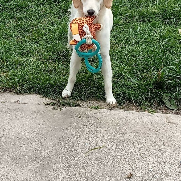 Female Golden Retriever