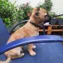 I am selling a chuawa and terrier mixed dog,he looks like a chuawa but has a terriers coat-1