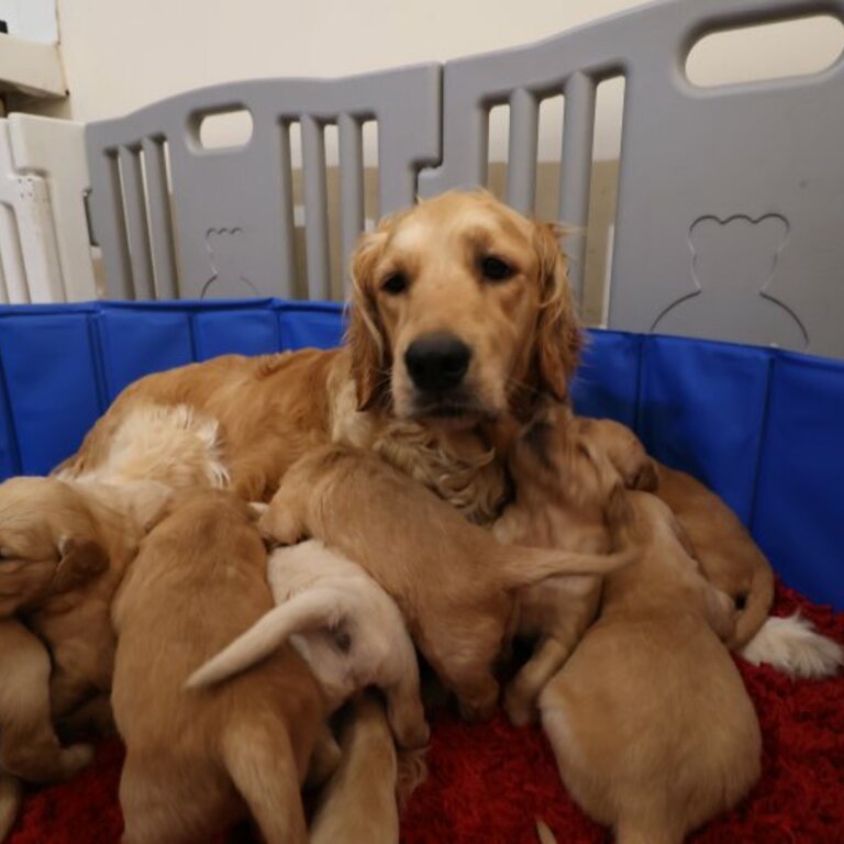 Gorgeous little Golden Retriever fluffballs  