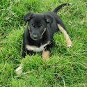 Collie/Kelpie pups-3