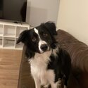 Border collie for sale-1