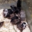 Healthy 2 month old Fancy Mice-1