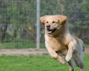 Dog Kennels California